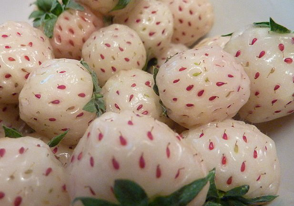 20种不常见但很好吃的怪异水果，非洲角瓜绝对是吃货的追求--置顶表情